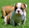 English bulldog puppies